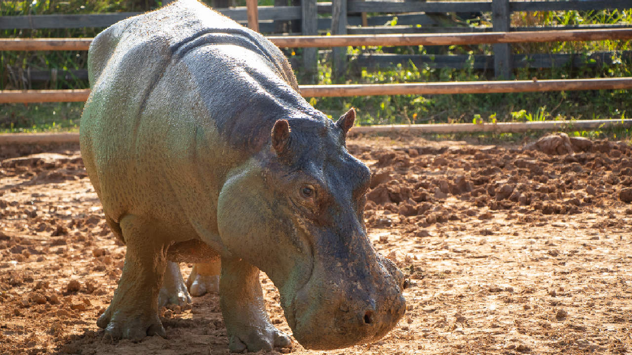 Una hipopótamo fue esterilizada exitosamente en Colombia