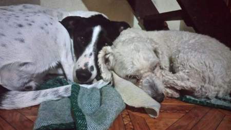Las mascotas y la pólvora: cómo ayudarlas durante los eventos ruidosos mascotas