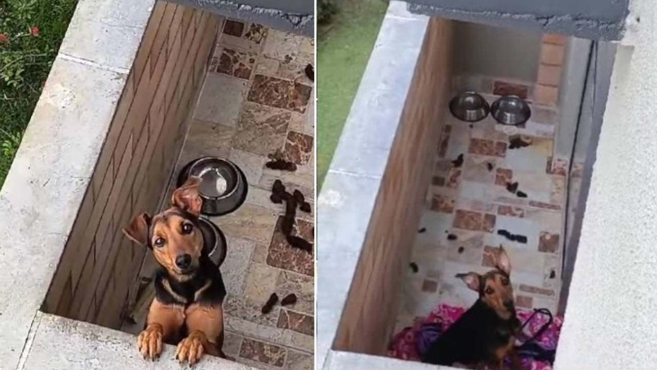 Denuncian que tienen a perrito en malas condiciones en una casa de Robledo, Pajarito
