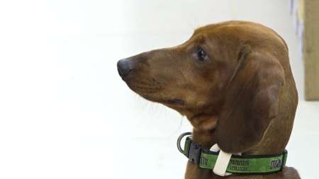 Doga, yoga para perritos yoga