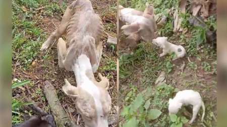 perrita-rescatada-bello