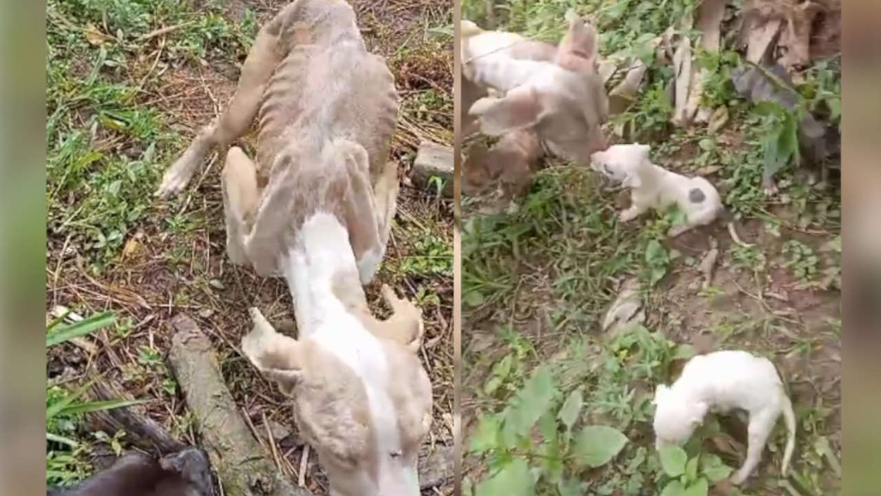 perrita-rescatada-bello