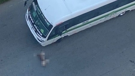 bus-atropella-perrito-bello