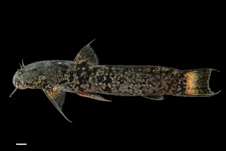 Astroblepus dux (pez capitán de Medellín)