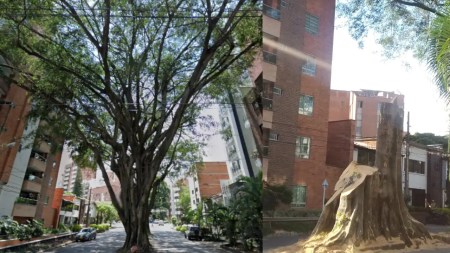 finaliza-tala-arbol-laureles