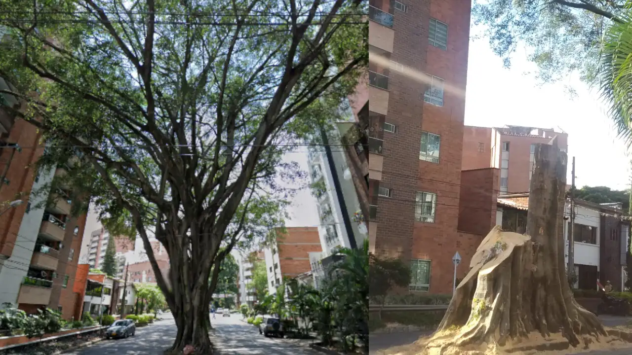 finaliza-tala-arbol-laureles