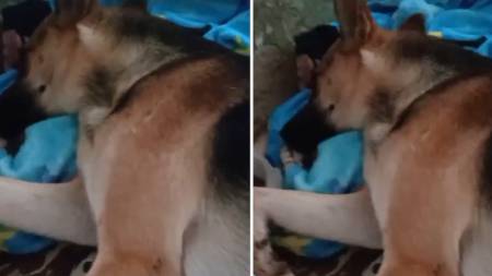 Mujer denuncia que un perrito fue abusado y maltratado Mujer denuncia que un perrito fue abusado y maltratado