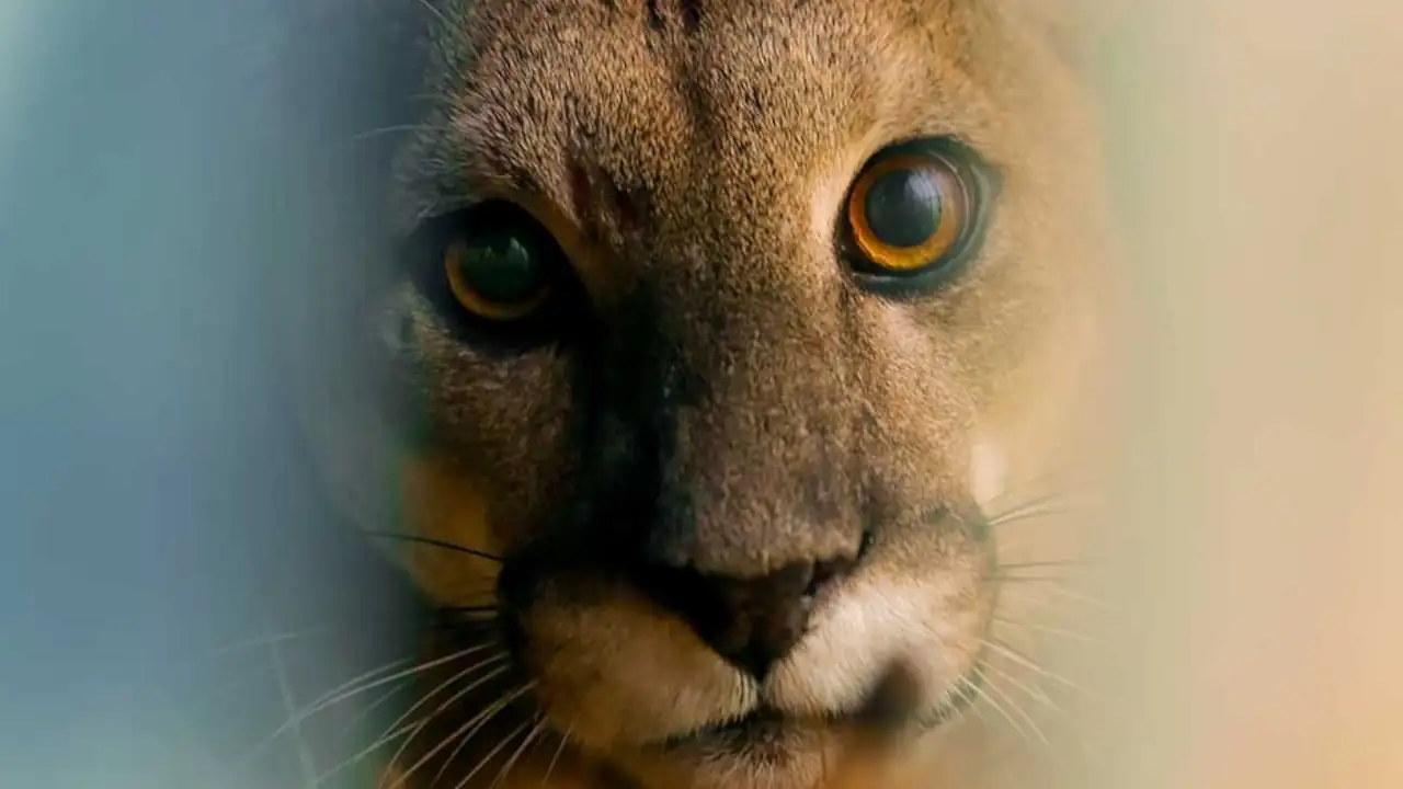 puma-antioquia-rastrea