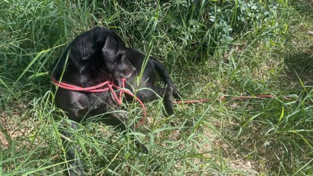 Reportan que perrito fue amarrado y abandonado en Bello perrito-abandonado-bello