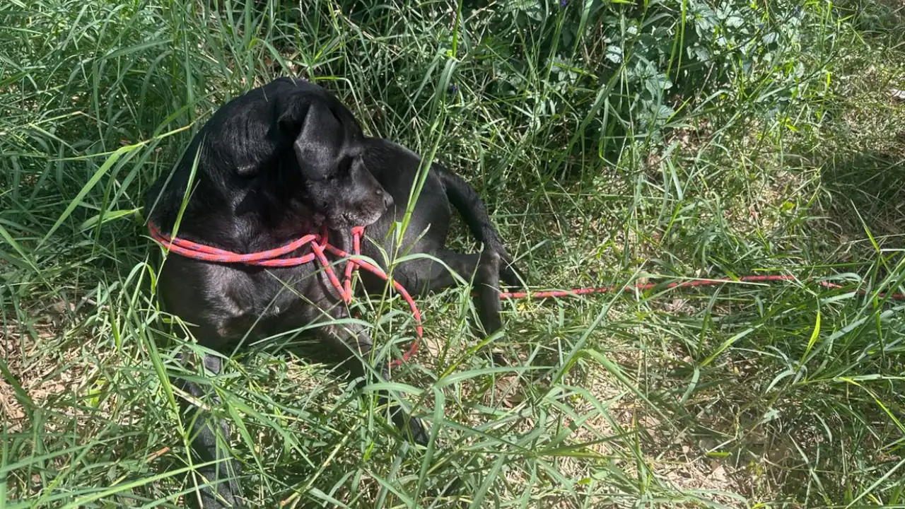 perrito-abandonado-bello