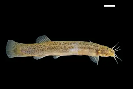 Trichomycterus caliensis 