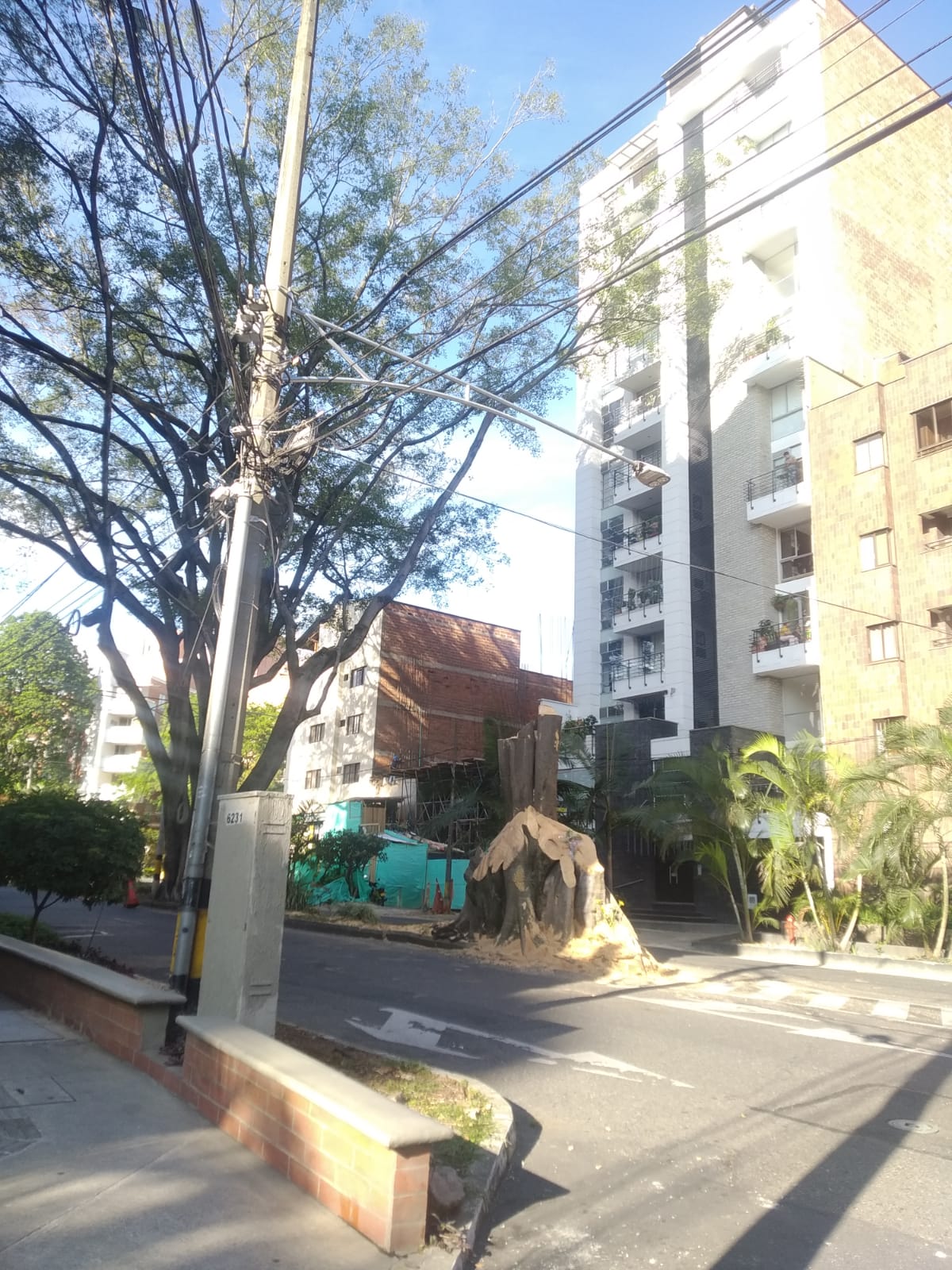 finaliza-tala-arbol-laureles