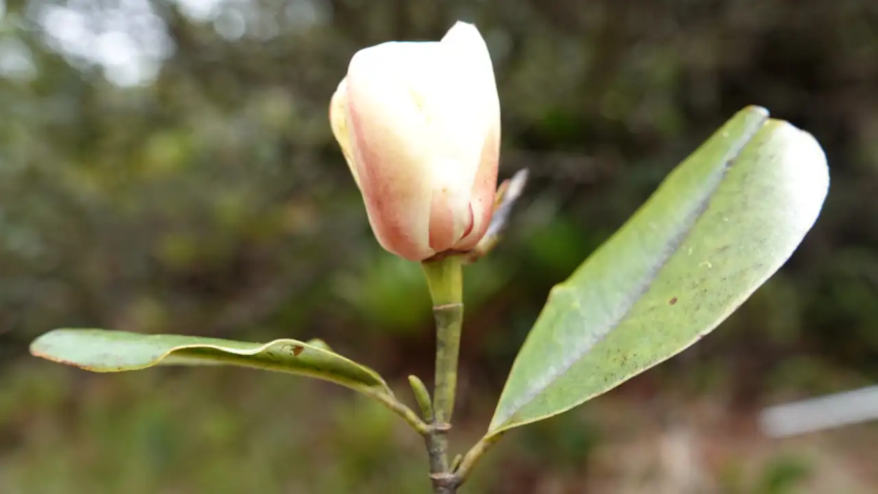arbol-encontrado-el-carmen-de-viboral