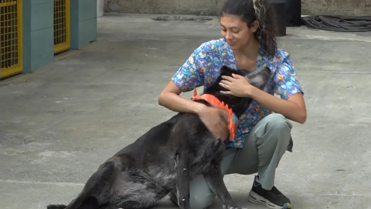 Esta es el arca que le da nuevas oportunidades a los perros de la Estrella arca