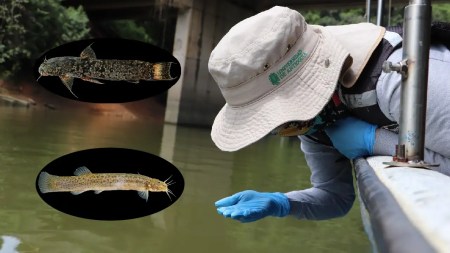 Descubrimiento sorprendente: peces ancestrales sobreviven en la cuenca del río Medellín
