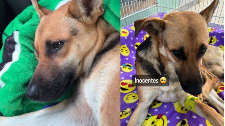 Ya se encuentra en la fundación Tu Fiel Amigo Vet el perrito que fue abusado y maltratado