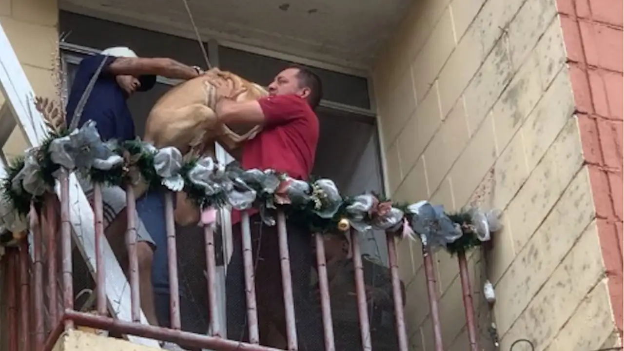 perro