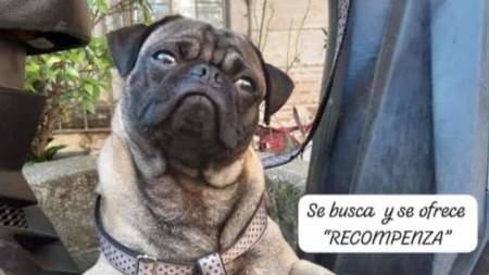 Buscan desesperadamente en Medellín a un perrito llamado Rocky