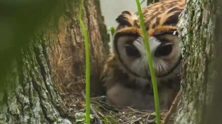 murieron-buhos-hora-13-noticias