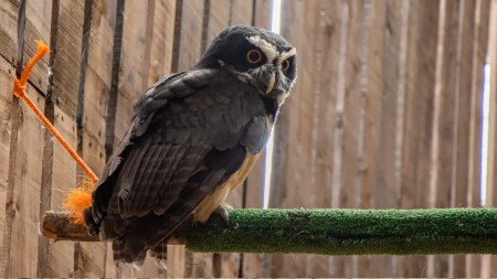 buho-rescatado-suroeste-corantioquia-cornare