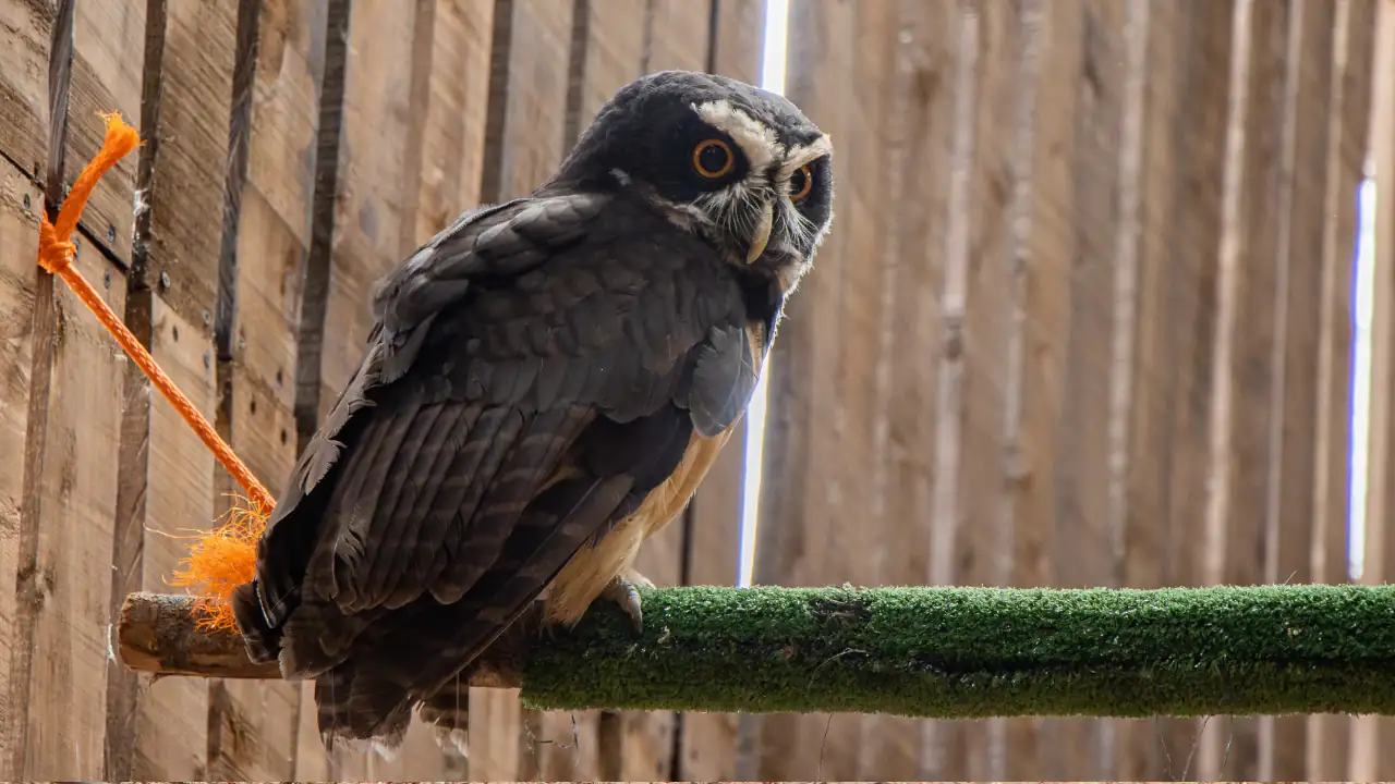 buho-rescatado-suroeste-corantioquia-cornare