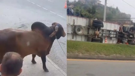 accidente-guarne--ganado