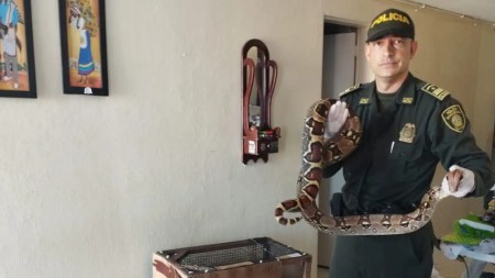 boa-constrictor-rescatada-medellin