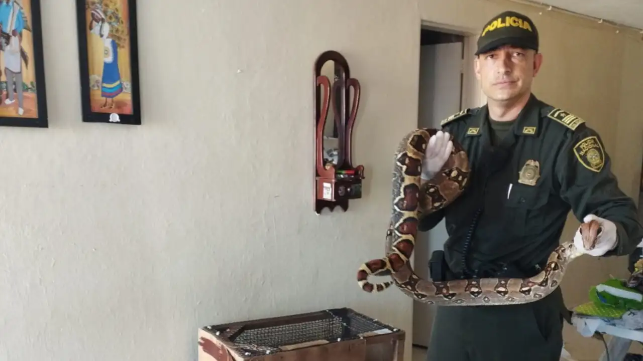 boa-constrictor-rescatada-medellin