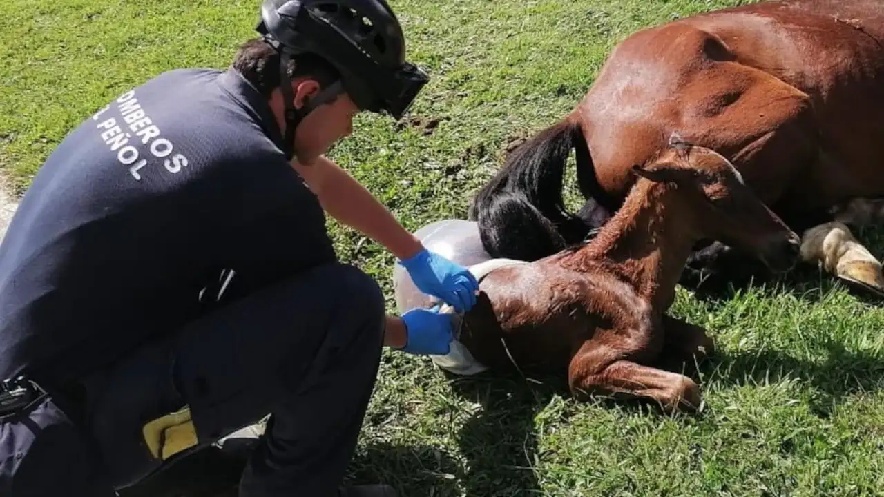 En un parque Bomberos de El Peñol ayudaron a dar a luz a una yegua que tenía complicaciones Parto de una yegua en El Peñol