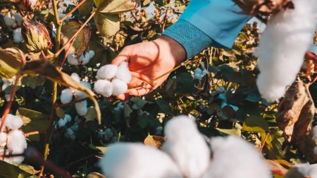 Flores de algodón siendo recolctadas