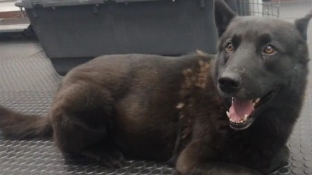 Perrito perdido busca a su familia, está en el Aeropuerto Internacional José María Córdova perrito-aeropuerto-rionegro