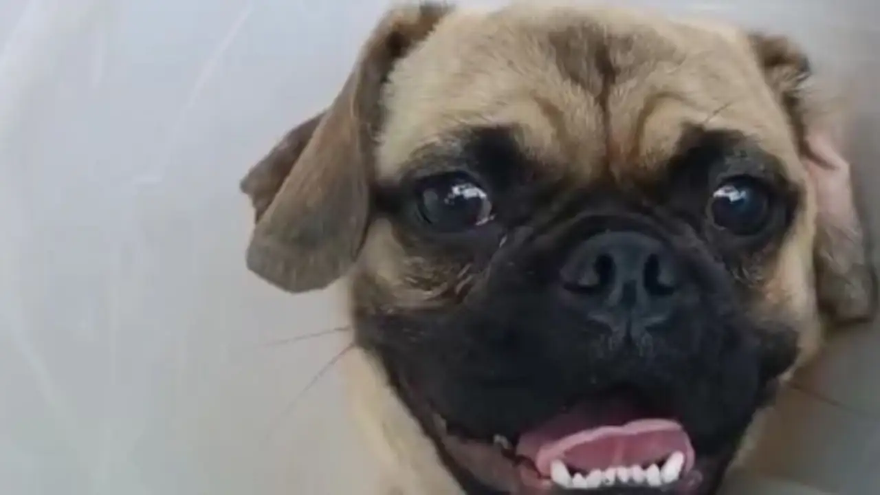 perro