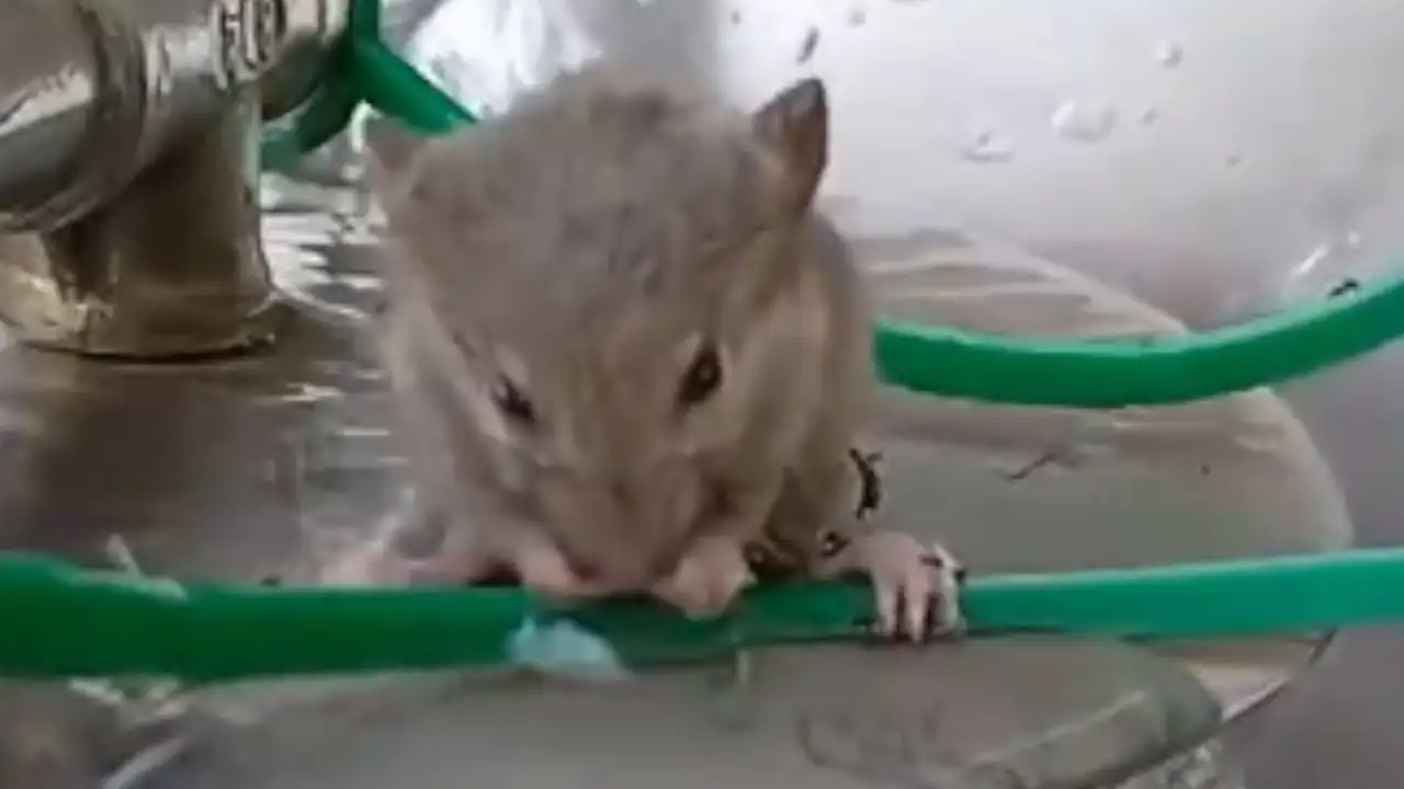 raton-toma-agua