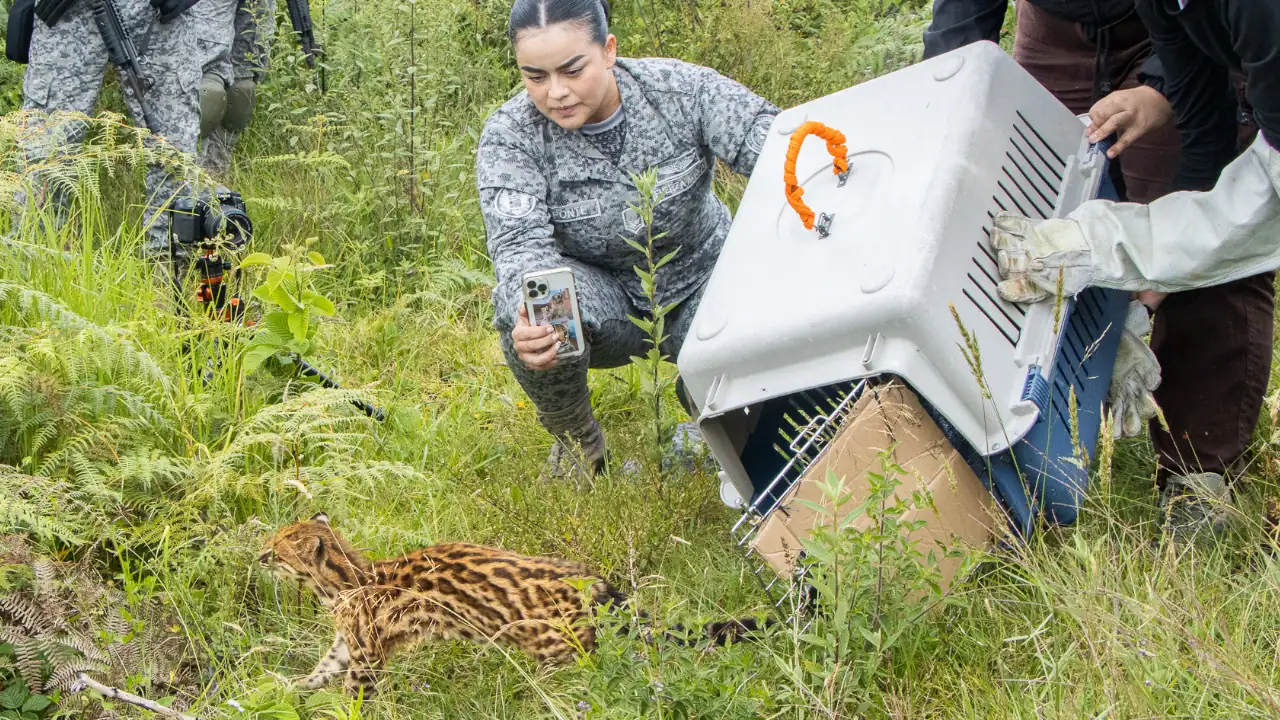 Tigrillo regresa a su hábitat natural en una misión especial con Cornare y la Fuerza Aeroespacial Colombiana 2 tigrillo-liberado-sonson-cornare