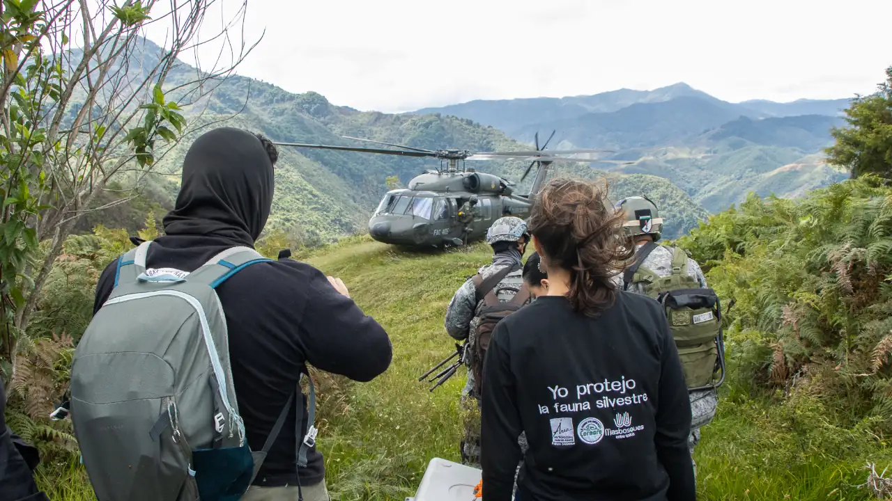 Tigrillo regresa a su hábitat natural en una misión especial con Cornare y la Fuerza Aeroespacial Colombiana 1 tigrillo-liberado-sonson-cornare