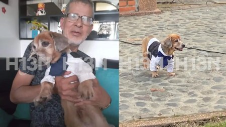 Un-fiel-perrito-que-esperaba-a-su-dueno-hospitalizado-en-Medellin-desaparece-tras-el-fallecimiento-de-su-amo
