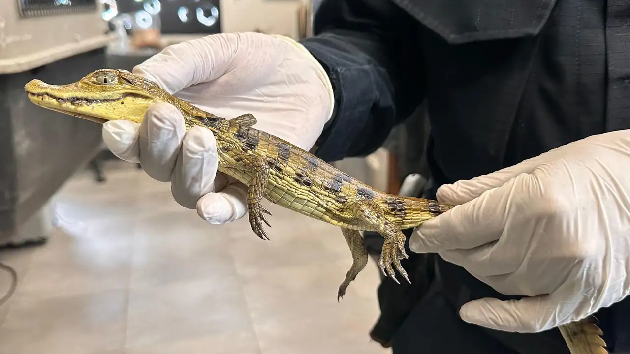 Policía rescató de una casa en Bello a cinco culebras, una babilla y una tortuga que estaban en cautiverio