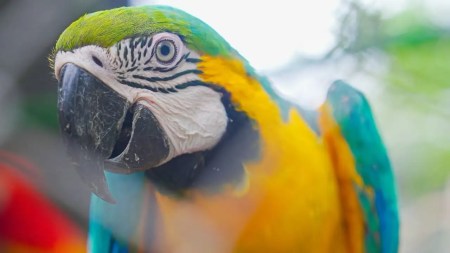 25-animales-silvestres-que-fueron-rescatados-en-Antioquia-seran-liberados-en-un-area-protegida-de-Cartagena