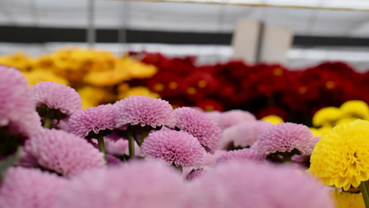 Flores de laboratorios de la Universidad CES de Medellín conquistan mercados internacionales para San Valentín