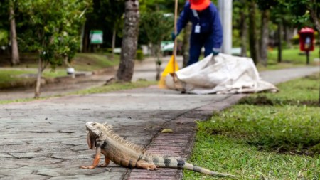 Iguana-medellin