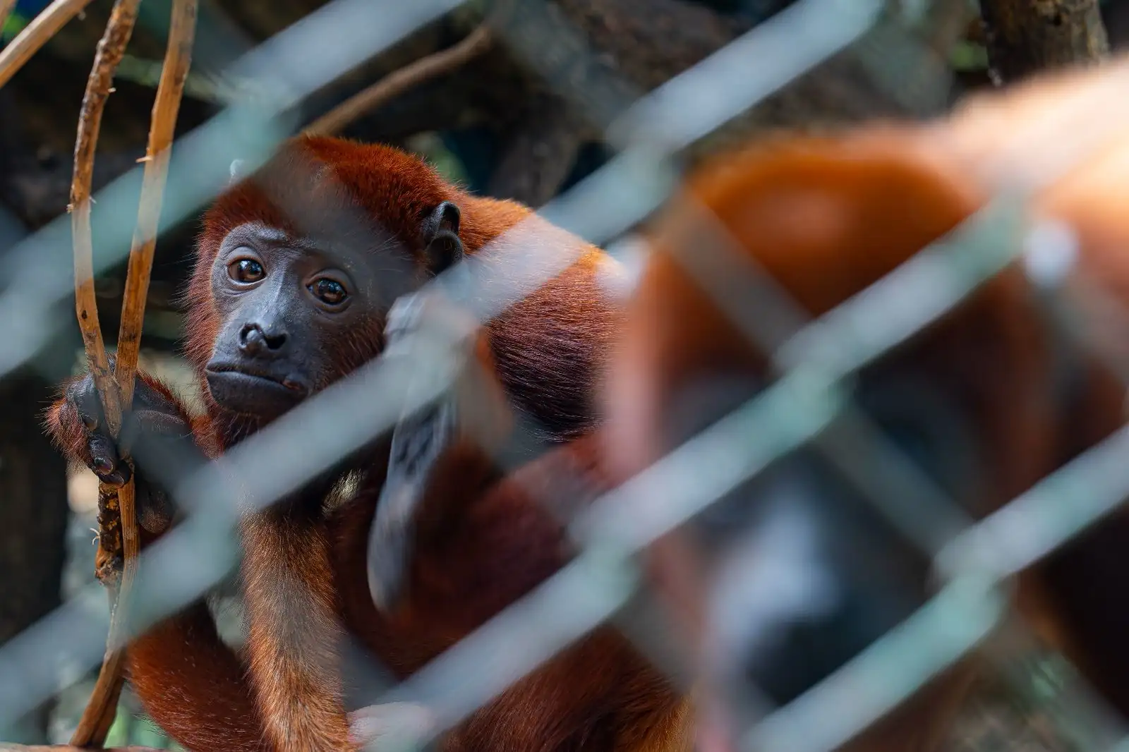 25-animales-silvestres-que-fueron-rescatados-en-Antioquia-seran-liberados-en-un-area-protegida-de-Cartagena