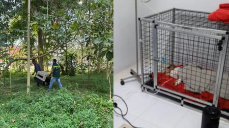 Murió perrita que fue enterrada en Itagüí, el caso será investigado por la Fiscalía Murió perrita que fue enterrada en Itagüí, el caso será investigado por la Fiscalía