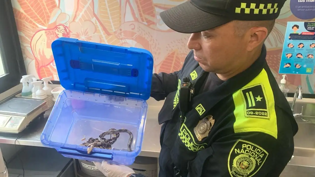 Policía rescató de una casa en Bello a cinco culebras, una babilla y una tortuga que estaban en cautiverio