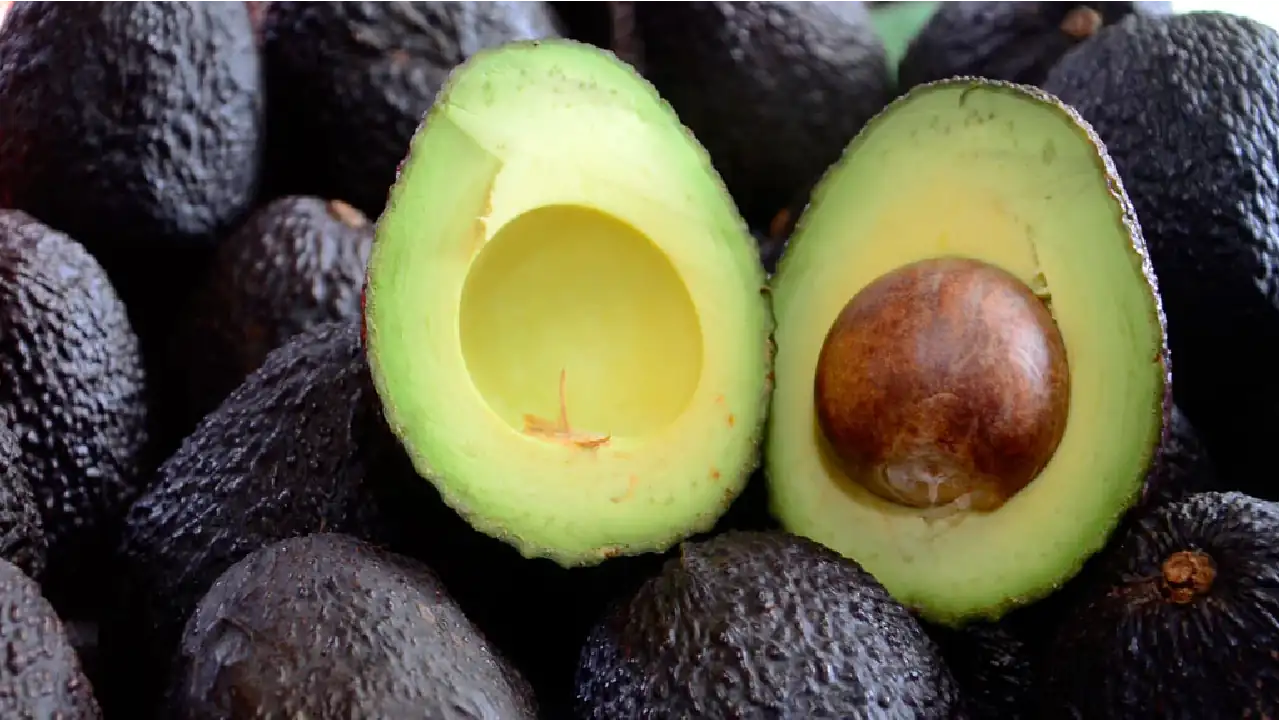 aguacate