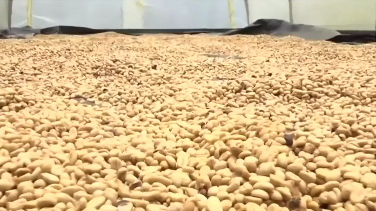 cafeteros-fenomeno-del-niño