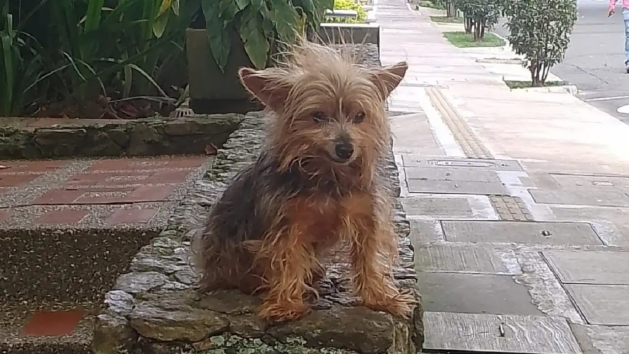 coco