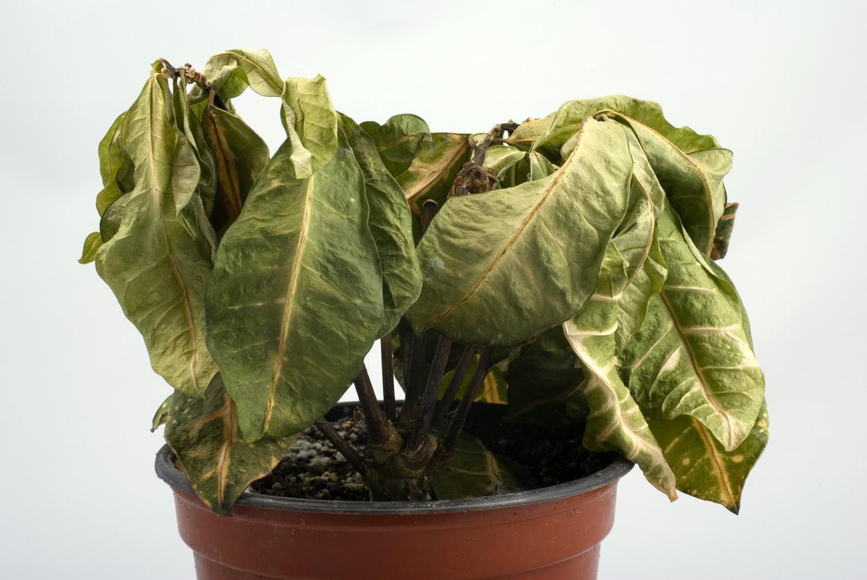 como revivir una planta 49910 orig