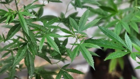 Conozca el primer programa de Especialización en la Agroindustria de Cannabis en Colombia especializacion-cannabis