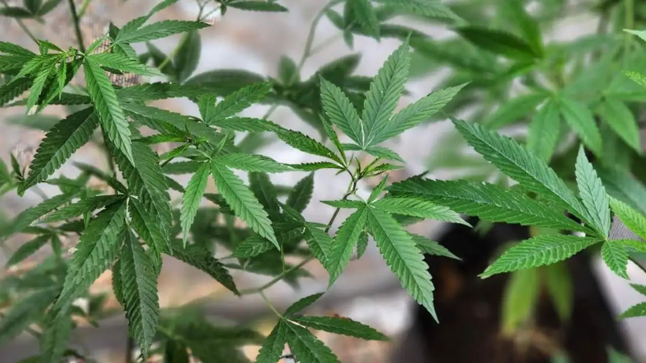 especializacion-cannabis