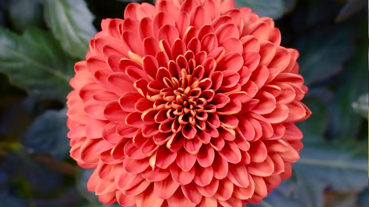 Flores de laboratorios de la Universidad CES de Medellín conquistan mercados internacionales para San Valentín 2 Flores de laboratorios de la Universidad CES de Medellín conquistan mercados internacionales para San Valentín